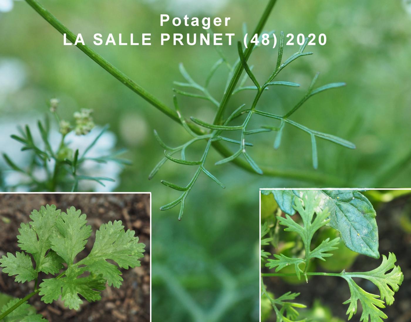 Coriander leaf